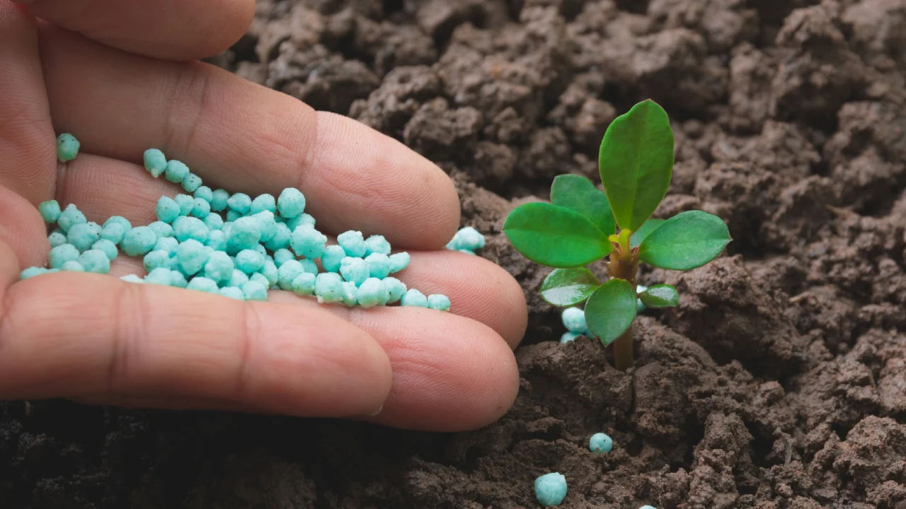 fertilizzante efficace naturale