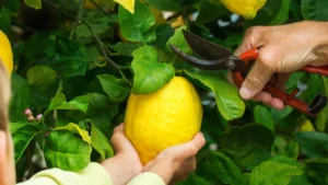 Quando potare il limone
