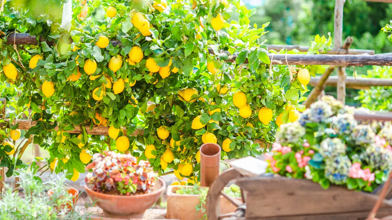 Consigli per avere il limone in fuore tutto l'anno